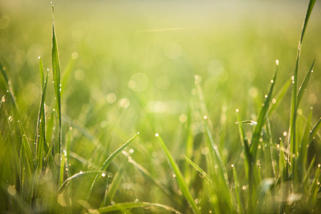Green grass backgroundの写真素材
