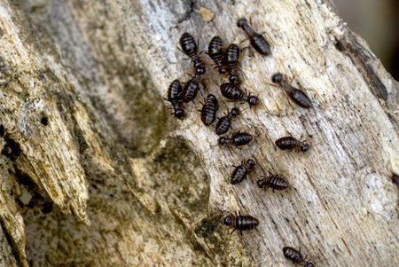 Termite, Termites eat wood like an animal in the houseの写真素材