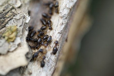 Worker and nasute termites on decomposing woodの写真素材