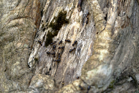 Worker and nasute termites on woodの写真素材