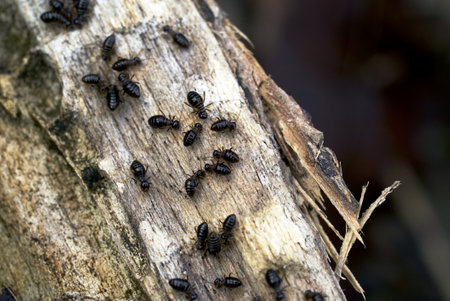 Worker termites on woodの写真素材