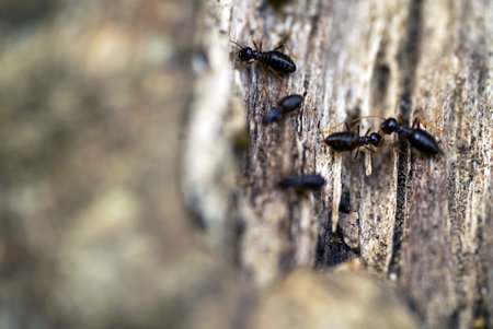 The soldier termites of wood eaters