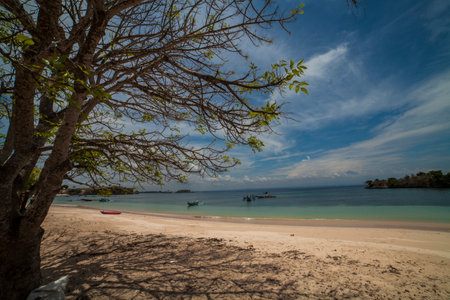 trees in the pink beach,Lombok Indonesiaの写真素材