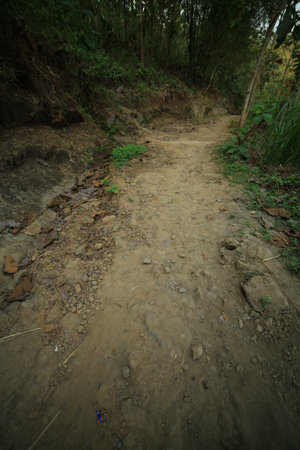 dirt roads and rocky in the jungleの写真素材