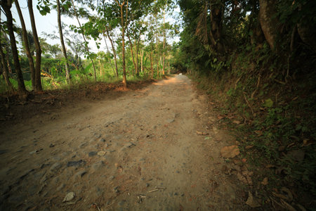 the streets are broken with beside treesの写真素材