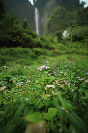 forest flowers with a waterfall backgroundの写真素材