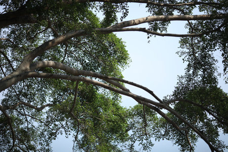 wooden branches toweringの写真素材