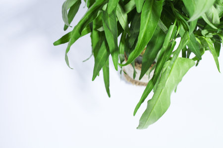 water spinach leaves with a white backgroundの写真素材