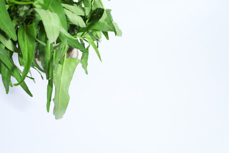 water spinach leaves with a white backgroundの写真素材