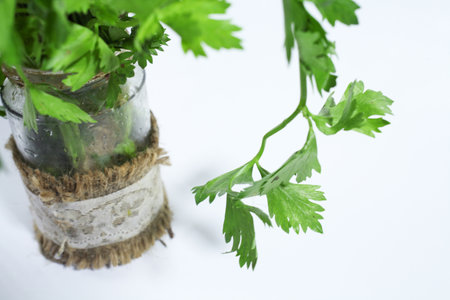 celery leaves with a white backgroundの写真素材