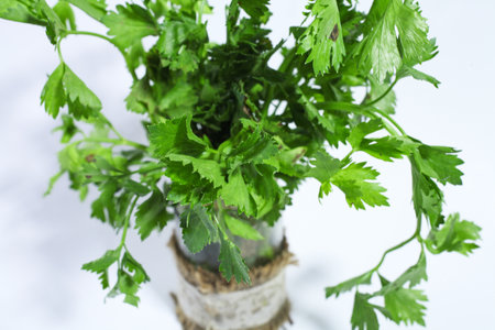 celery leaves with a white backgroundの写真素材