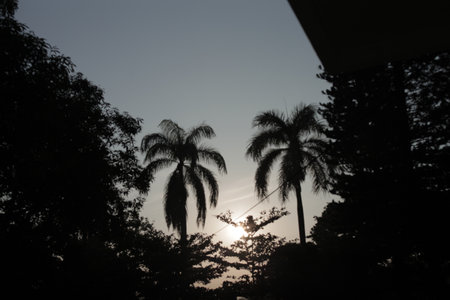silhouette of tall trees and coconut treesの写真素材