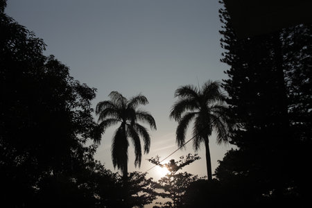 silhouette of treesの写真素材