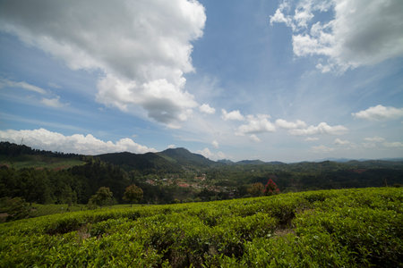 tea plantations surrounded by mountainsの写真素材