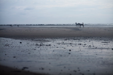 two dogs are on the beachの写真素材