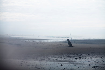 dogs are on the beachの写真素材