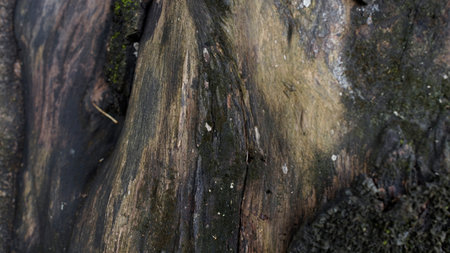 dark brown tree detailsの写真素材