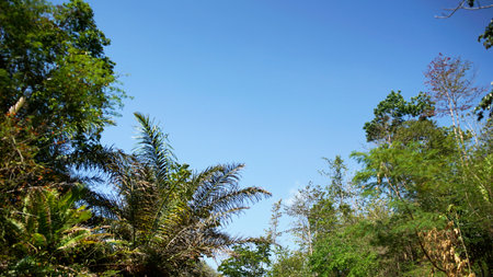 trees with blue skyの写真素材
