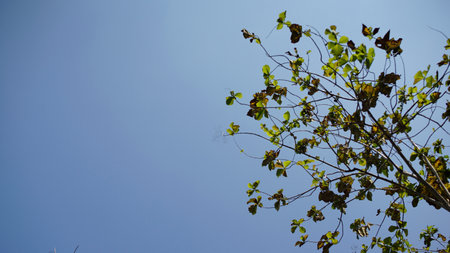 teak tree with blue skyの写真素材
