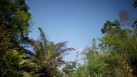 green trees with a blue skyの写真素材
