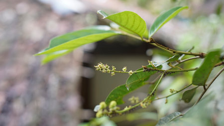 rambutan fruit flowersの写真素材