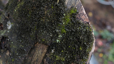 Moss grows on dark brown wood