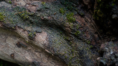 close up green moss grows on woodの写真素材