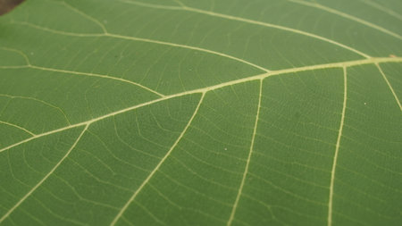 teak tree leaves are green