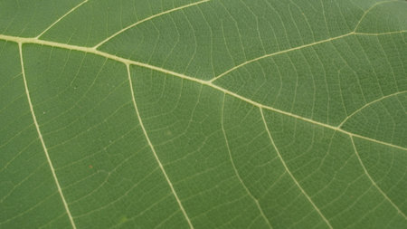 teak tree leaves are greenの写真素材