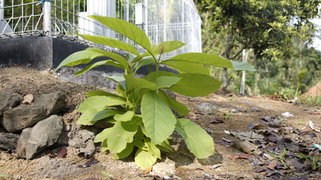 new teak trees grow green