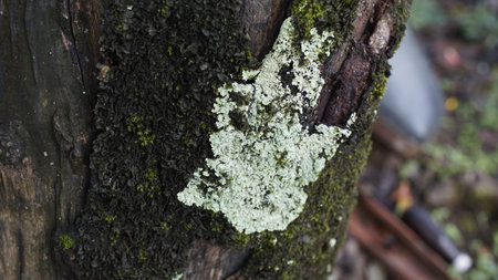 close up moss grows on woodの写真素材