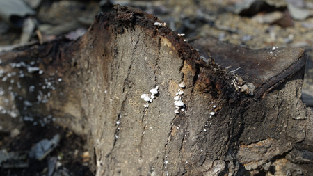 mushrooms live on dead treesの写真素材