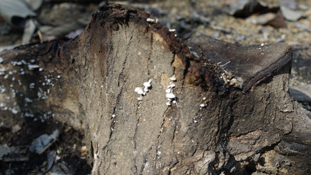 mushrooms live on dead treesの写真素材