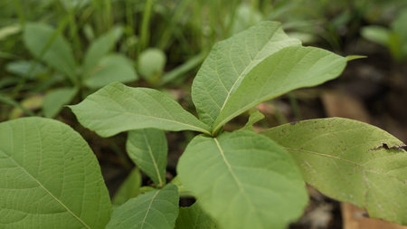 new teak trees grow greenの写真素材