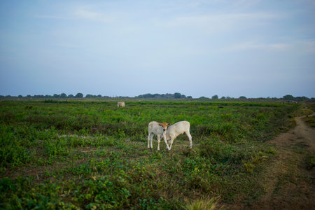 two cows in a large fieldの写真素材