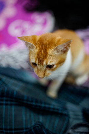 a cute white cat with a yellow stripe walks downの写真素材