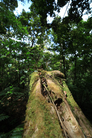 an old tree in the middle of a forestの写真素材