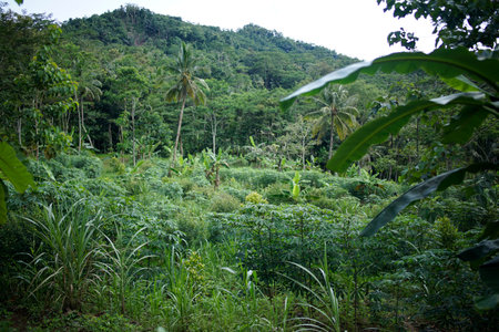 cassava trees, banana trees and coconut shades of green in the gardenの写真素材