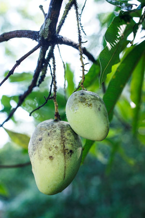 two mangoes ripe on a tree ready for harvest