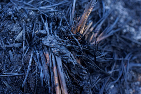 close up of black ash from peatland fires in Sumatraの写真素材
