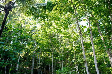 the atmosphere in the forest in the morningの写真素材