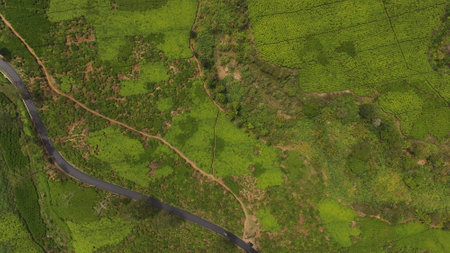 aerial view of tea plantations with asphalt roads and tea picker houses, Cibuni, Rancabali, Indonesiaの写真素材