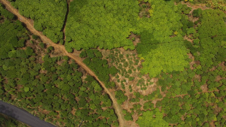 aerial view of tea plantations with asphalt roads and tea picker houses, Cibuni, Rancabali,...