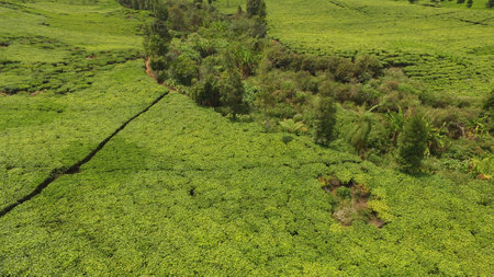 aerial view of tea plantations with asphalt roads and tea picker houses, Cibuni, Rancabali, Indonesiaの写真素材