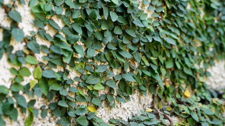 beautiful background in green small leaves on the wallの写真素材