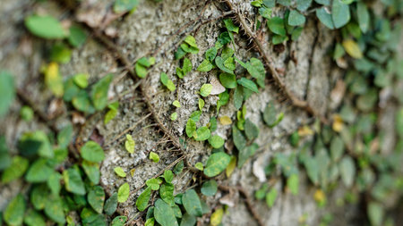 beautiful background in green small leaves on the wallの写真素材