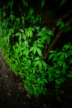 green leaf abstractの写真素材