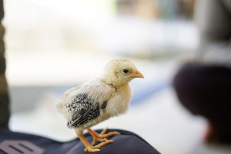 one chick standing on the bagの写真素材