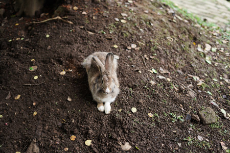 brown bunny sitting on the ground in the garden of the house