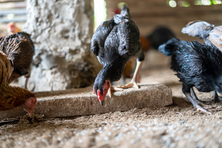 Ayam Kampung is a type of chicken originating from Indonesia and Malaysia
